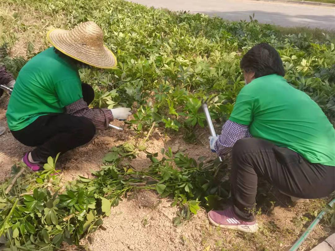 菲律宾网赌合法平台工人正在进行补栽